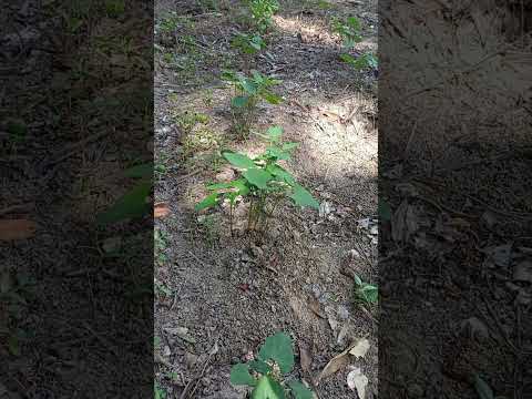 🌱 Growing Beans in Santa Cruz Analquito – A Staple of Our Culture 🇸🇻❤️🍛 #cuscatlan #farming  #bukele