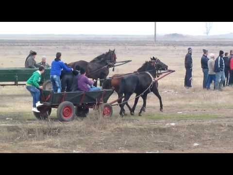 GIURGENI 52 BOBOTEAZA 2012 PART 9 (HD) HORSE RACE