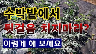[텃밭농부 1,534]  수박밭에서 뒷걸음 치지 마라? 이렇게 해 보세요. #수박재배