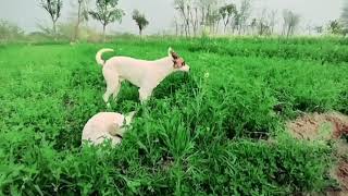 So beautiful village grass area views and pets are walking here