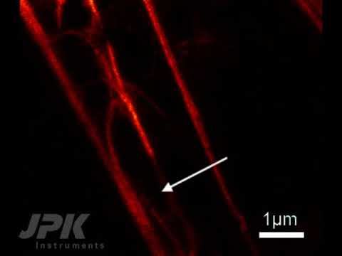 Correlative AFM and STED – Bending  of microtubules in real-time