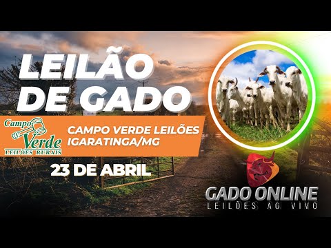 🐂 LEILÃO DE GADO CAMPO VERDE LEILÕES -  IGARATINGA/MG🎥