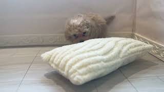 ハーフ犬の動画01