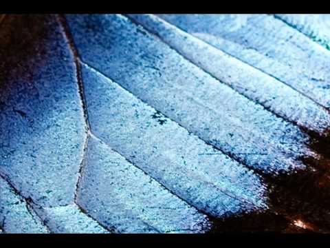 H.U.V.A. Network - Cobalt