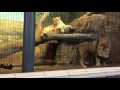 Terrifying Lion Roar At Lincoln Park Zoo