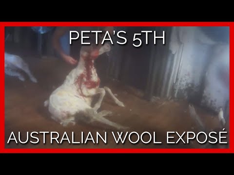 Australia: Officials in Victoria filed a new round of cruelty-to-animals charges and a shearer has pleaded guilty. Wool; the real truth. - Vimarsana News