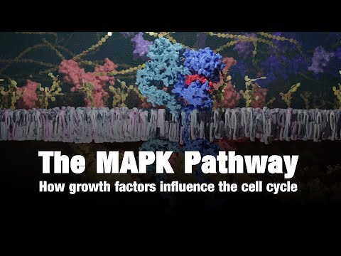The MAPK Pathway – How Growth Factors Influence the Cell Cycle