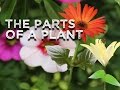 The Parts Of A Plant Song For Kids About Flower Stem Leaves Roots
