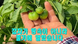 감자가 땅속이 아니라 줄기에 달렸습니다.토마트 마름병, 참깨농사 실패