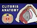 ANATOMY OF THE CLITORIS
