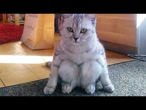 Funny Cats