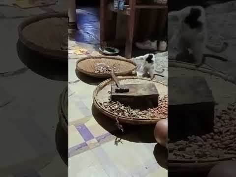 Miti the Smart One!. #cat #cute