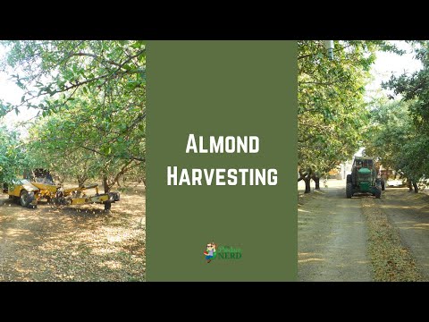Almond Harvesting: Shaking, Sweeping, Harvesting & Stock Piling (in California)