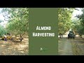 Almond Harvesting Shaking Sweeping Harvesting Stock Piling In California