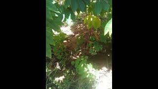 DIRETO DAQUIDA ROÇA ROÇA- FACEBOOK- EDMILSONALVES