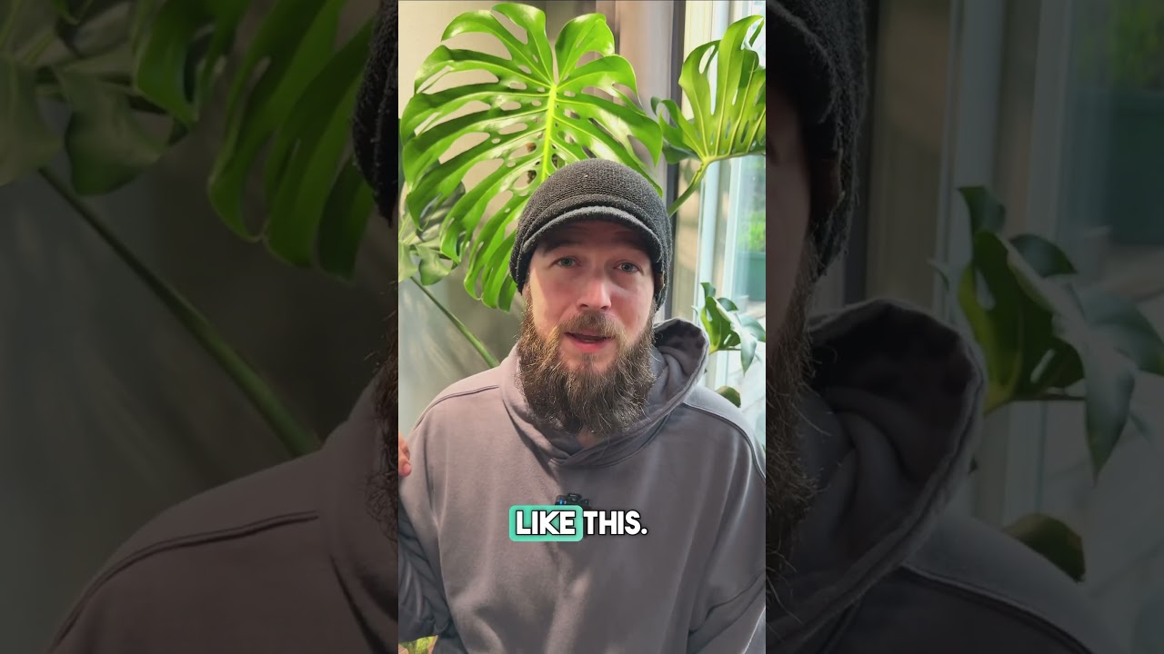 Your plants need more light💡Light recommendations are in our Linktree #houseplants #monstera