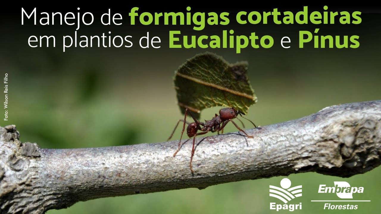 Manejo de Formigas Cortadeiras em Plantios de Eucalipto e Pínus