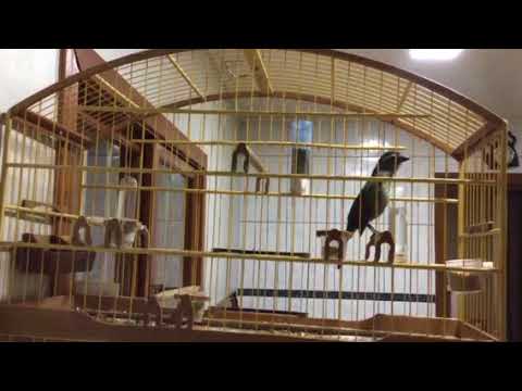 Trinca ferro 5 notas do Sul.