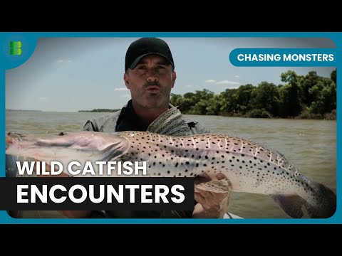Giant Surubi Catfish - Chasing Monsters - Nature Documentary