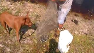 Ab- Armor Plated Catfish In The Pond