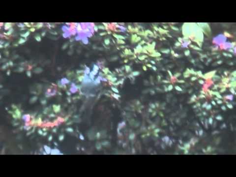 Tameside Wildlife  in my back garden     18 May 2013#tameside