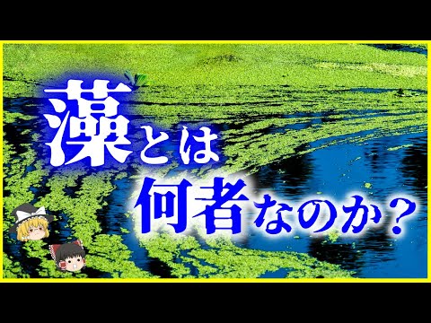 オフィオミアについて詳しく解説