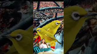 Download lagu Suara Pleci Betina,Mantap !! mp3 Download lagu Suara Pleci Betina,Mantap !! mp3