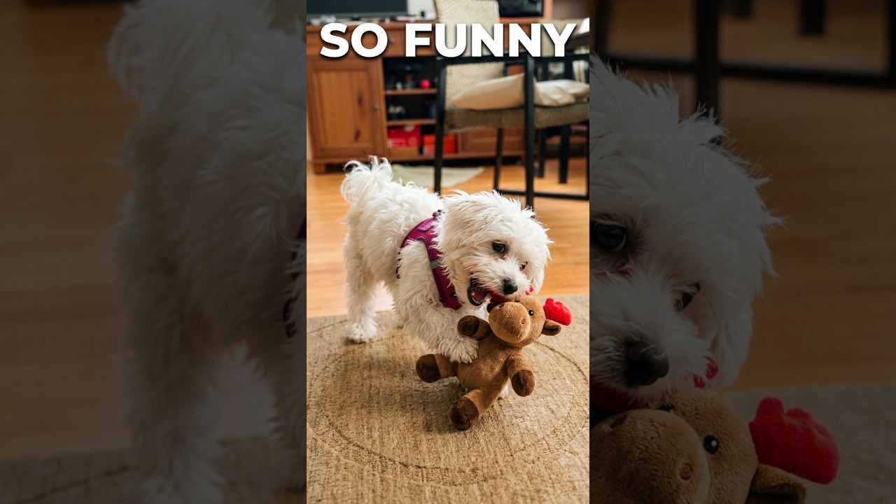 😂😂😂 #entertainment, #funny