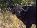 African Diaries Paperbark Lodge