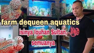 Download lagu Review farm, isinya ikan louhan Sultan semuanya. #ikanlouhankamfa #louhan #louhanfish #flowerhorn  mp3