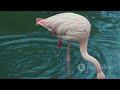 Chilean Flamingos Graceful Waders Of The Wetlands Animal2024 Wildlife