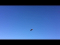 Betty The Bat Flies Again
