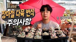 흐린날씨와 장마철 다육이 번식에 있어 꼭 아셔야 할 사항!! - 꼭 참고하세요!