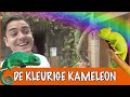 Waarom de kameleon nou echt verkleurt! | DierenpraatTV