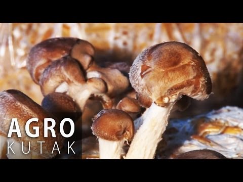 Agro Kutak 35 - Proizvodnja gljiva