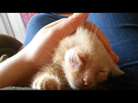 How to heal a cats cut without a vet