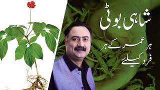 Shahi Booti For Everyone | Benefits of Ginseng | How to Use Ginseng