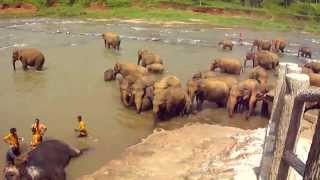 preview picture of video 'На арендованной машине по Шри-Ланке: купание слонов в деревне Пиннавела (Pinnawala)'