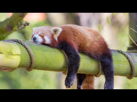 Relaxing Wildlife Film with Peaceful Music | Ultra HD 24/7 Livestream