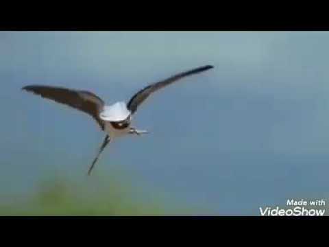 Hino CCB 297 Senhor Conforta meu coração Valmir Boer