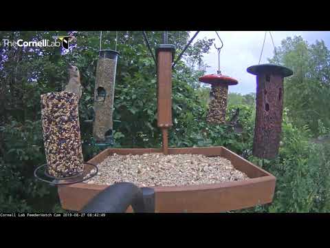 Red-bellied Woodpecker Is King Of The Seed Cylinder – Aug. 27, 2019