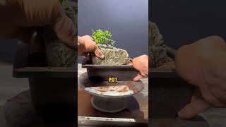 Download lagu Nilai Tersembunyi Tanaman yang Tumbuh di Atas Batu❗😮 #shorts mp3 Download lagu Nilai Tersembunyi Tanaman yang Tumbuh di Atas Batu❗😮 #shorts mp3