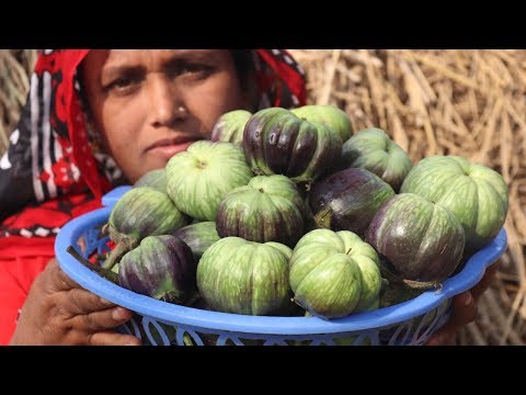 Farm Fresh Eggplant Recipe Delicious Kamranga Begun Cooking Fresh Brinjal Curry Village Food Video