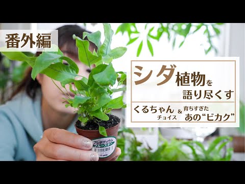 園芸 シダの葉を使ったマルチ
