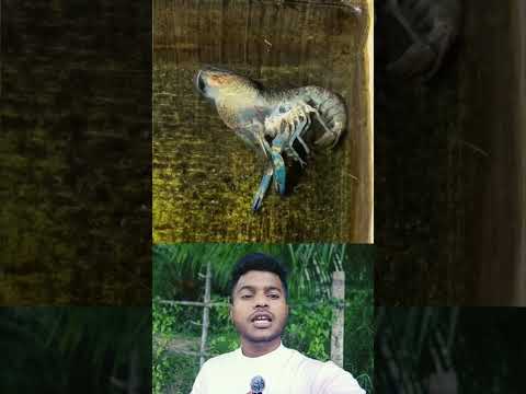 বিরল দৃশ্য আপনি সৌভাগ্যবান 🥰❤️ #islamicvideo #trendingshorts #facts #shorts #shortvideo #viral