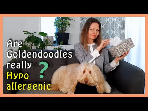 YouTube video about: Are goldendoodles hypoallergenic dogs?