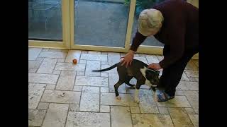 Video preview image #1 Siberian Husky-Unknown Mix Puppy For Sale in Germanton, TN, USA