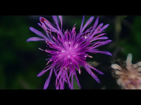 Gazorpazorp - Dišemo zajedno (official video)