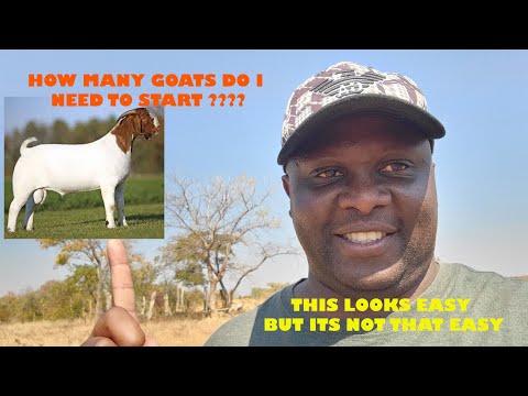 How Many Goats to Start a Goat Project in 2024