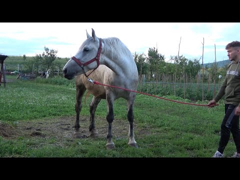 Caii lui Gabi de la Bata, Bistrita Nasaud - 2020 Nou!!!